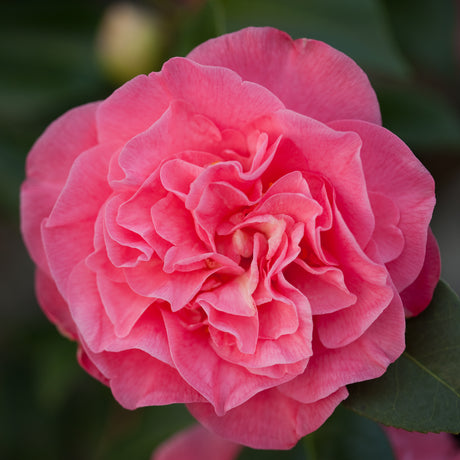 CAMELLIAS