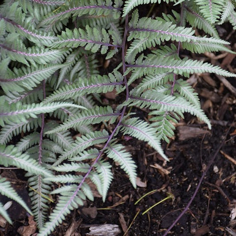 FERNS