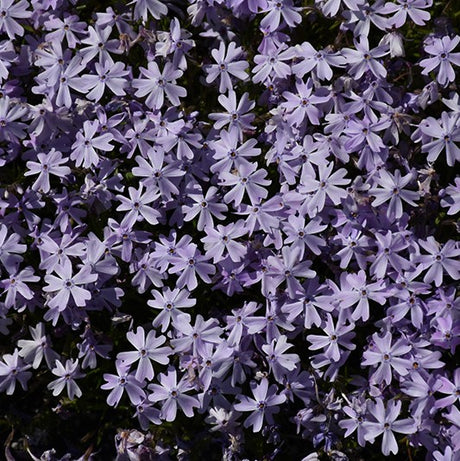 GROUND COVER