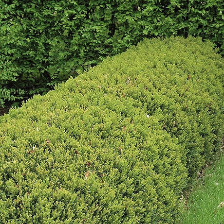 HEDGING