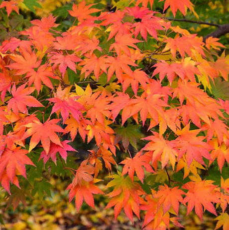 JAPANESE MAPLES