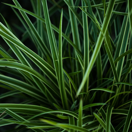 GRASS