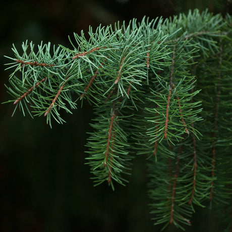CONIFERS