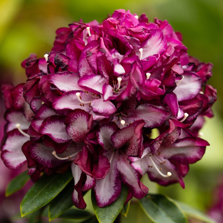 RHODOS