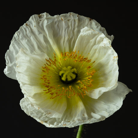PERENNIALS