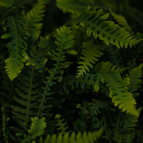 NATIVE PLANTS