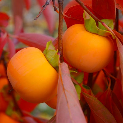 Diospyros kaki 'Oriole' (Asian Persimmon)