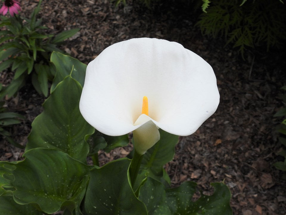 Zantedeschia aethiopica 'White Giant' (Calla Lily)