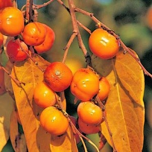Diospyros virginiana 'Meader' (Chinese Persimmon)