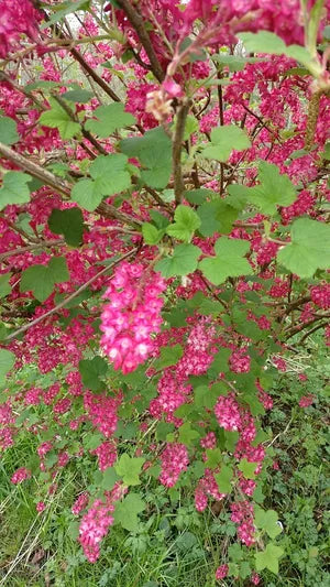 Ribes sanguineum 'Pulborough Scarlet'