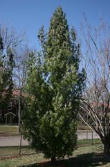 Pinus nigra 'Fastigiata' (Austrian Pine)