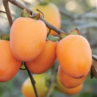 Diospyros kaki 'Saijo' (Asian Persimmon)