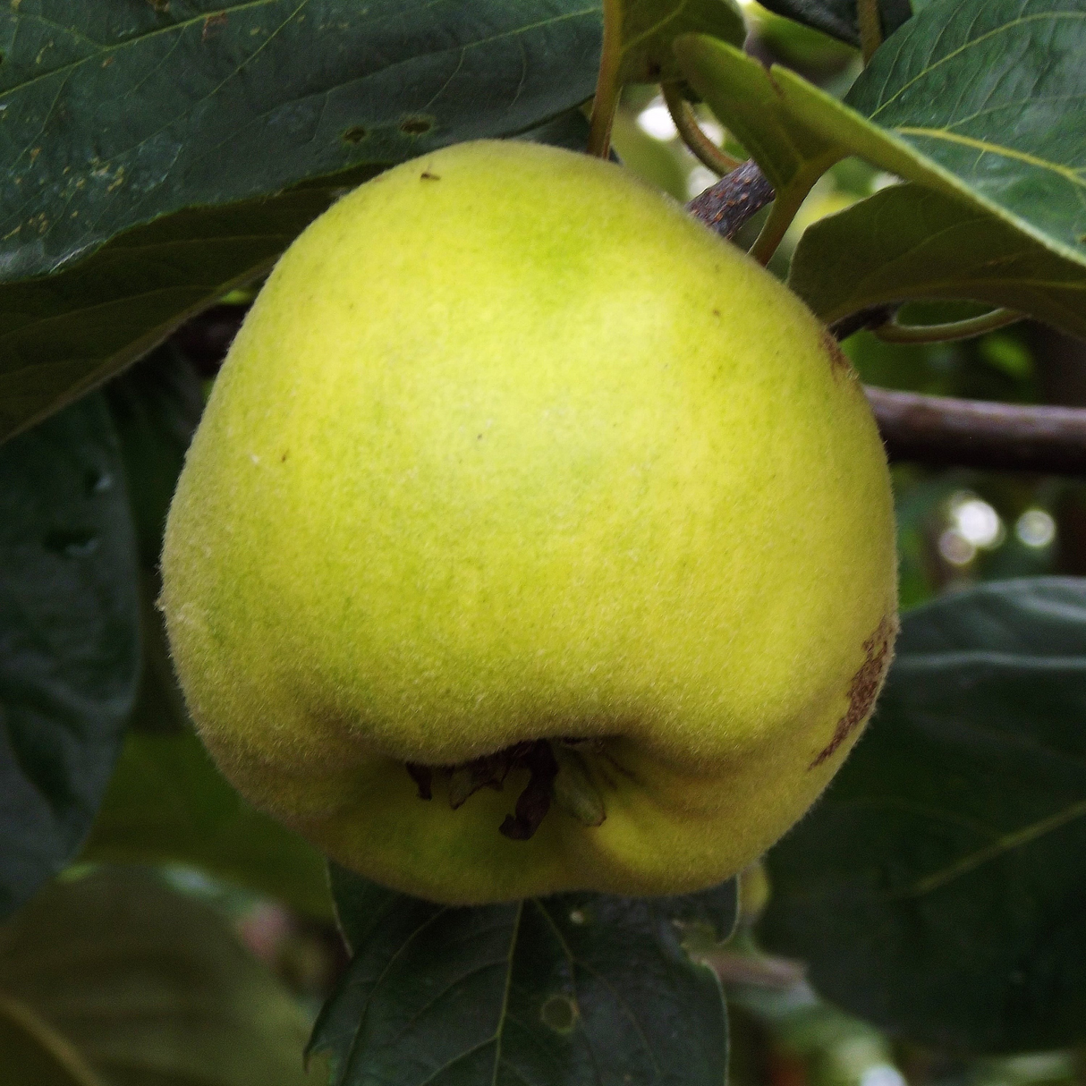 Cydonia oblonga 'Champion' (Quince)