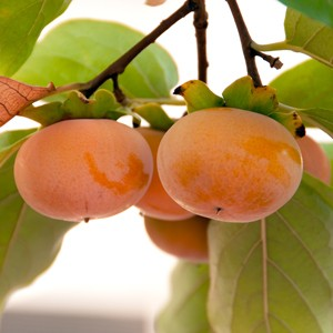 Diospyros kaki 'Izu' (Asian Persimmon)