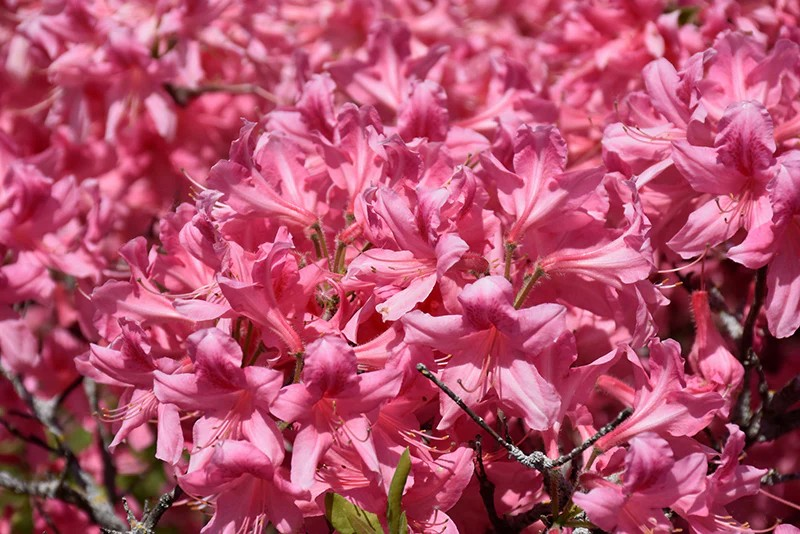 Azalea hybrid 'Rosy Lights'