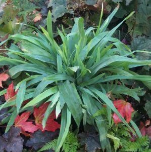 Carex platyphylla (Silver Sedge Grass)