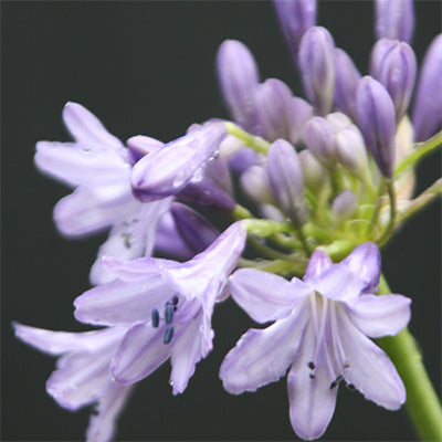 Agapanthus 'Silver Moon' (Lily of the Nile)