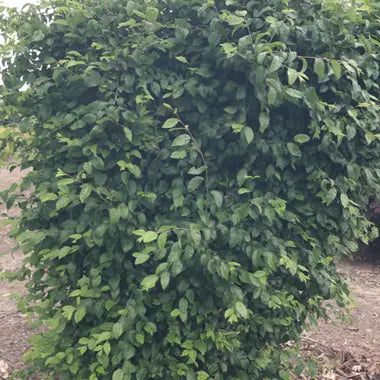 Carpinus coreana 'Model Rocket' (Korean Hornbeam)