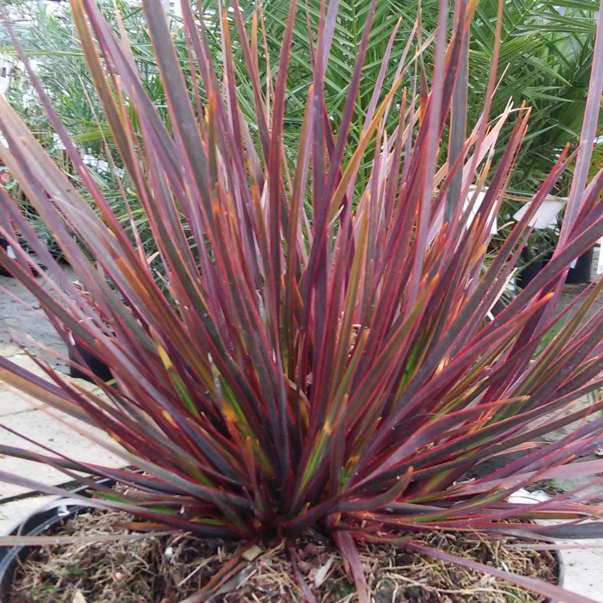Libertia ixioides 'Taupo Sunset'