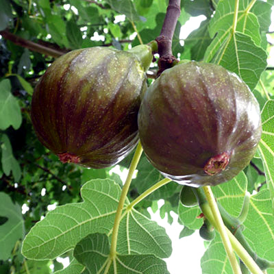 Ficus carica 'Olympian' (Fig)