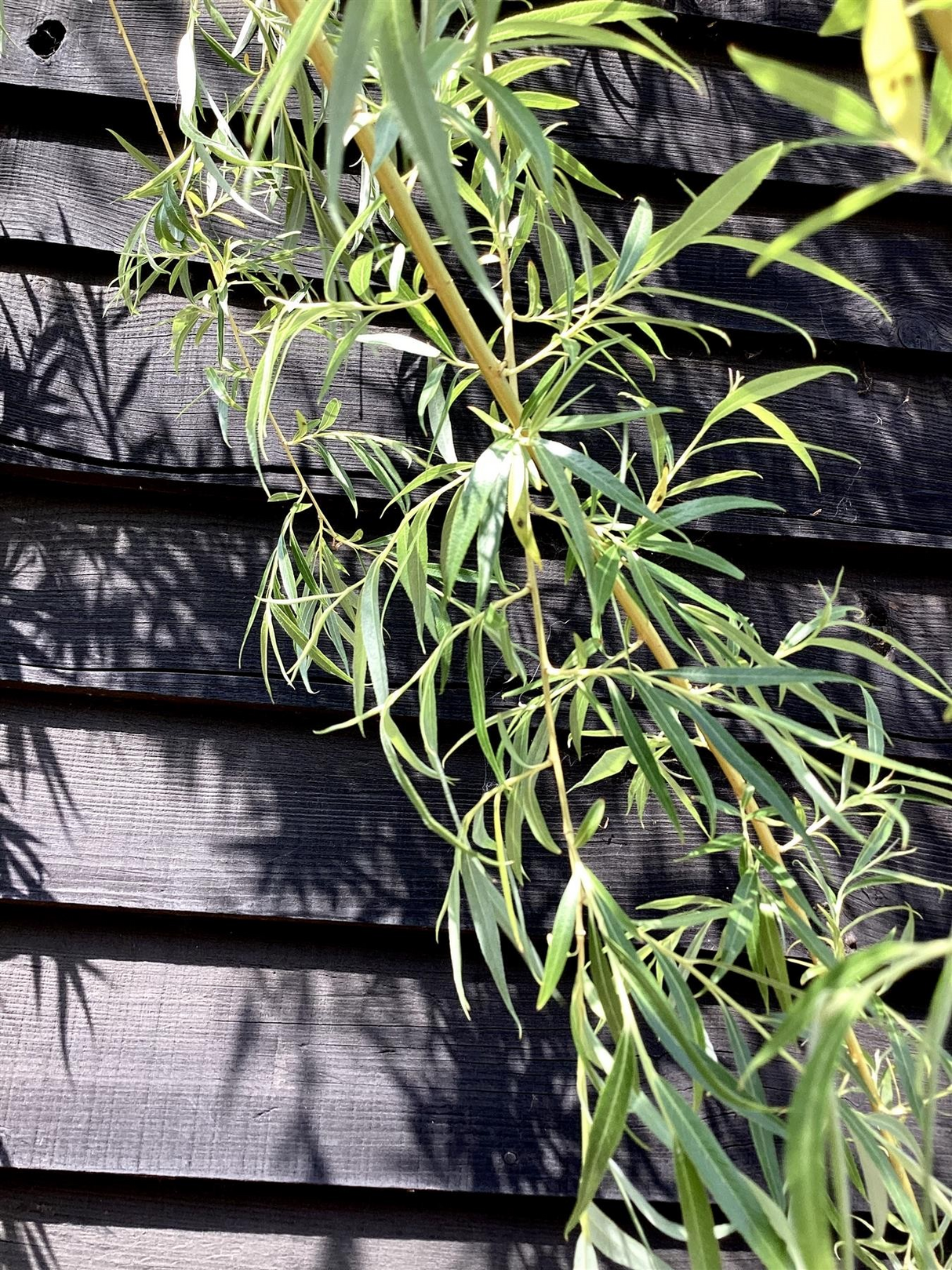 Salix babylonica 'Aurea'