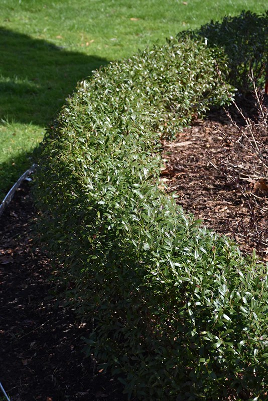 Ilex glabra 'Gem Box' / 'SMNIGAB17' (Inkberry Holly)