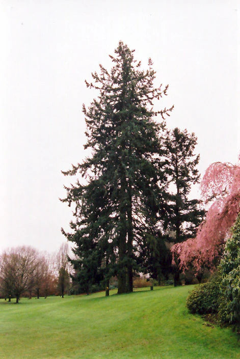 Pseudotsuga menziesii
