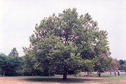 Platanus x acerifolia (London Planetree)