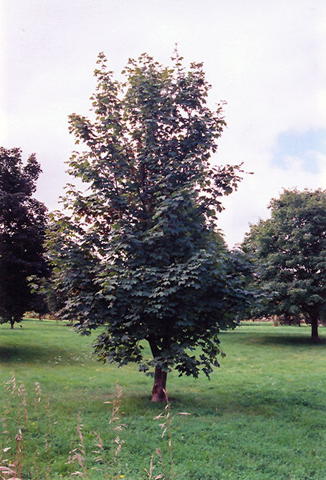 Acer pseudoplatanus 'Brilliantissima' (Sycamore Maple)