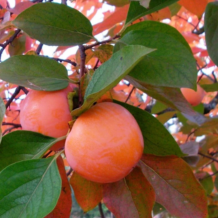 Diospyros kaki 'Maru' (Asian Persimmon)