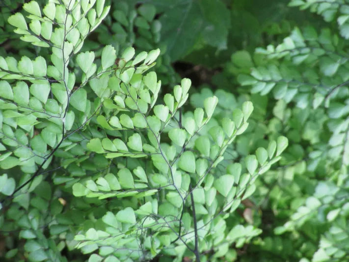 Adiantum venustum (Himalayan Maidenhair Fern)