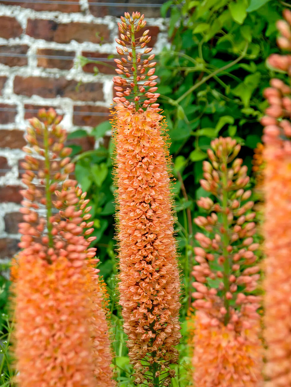 Eremurus x Isabellinus 'Pinokkio' (Foxtail lily)