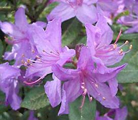 Rhododendron 'Blaney's Blue'