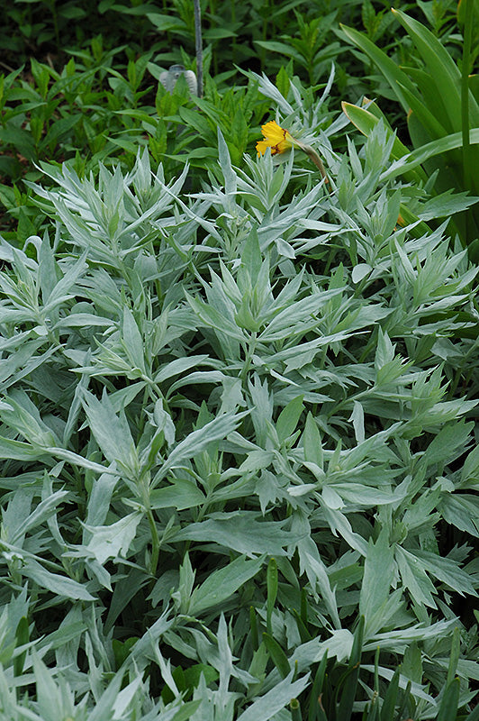 Artemisia ludoviciana 'Valerie Finnis' (White Sage)