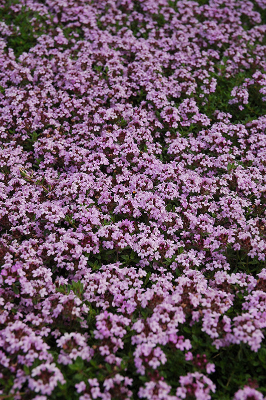 Thymus coccineus 'Major' (Red Creeping Thyme)