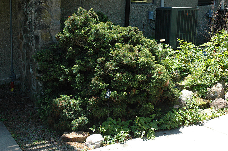 Cryptomeria japonica 'Elegans nana'