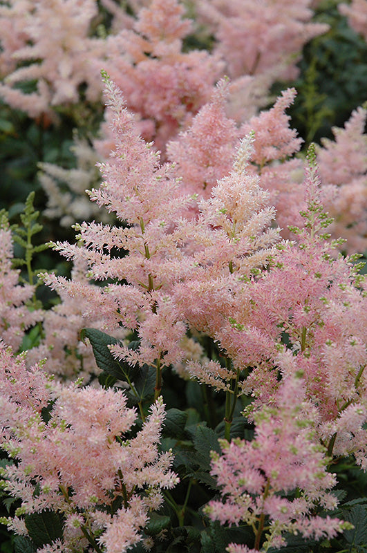 Astilbe 'Peach Blossom'