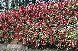 Photinia x fraseri 'Red Robin' (Red Robin Photinia)