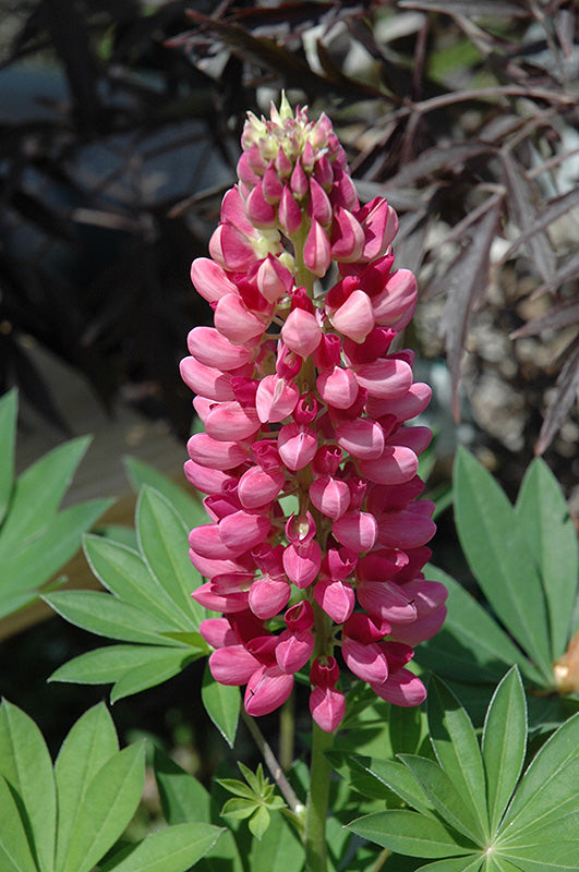 Lupinus 'Gallery Mix' (Lupine)