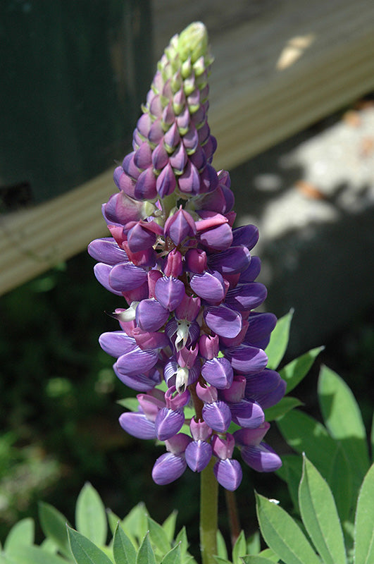 Lupinus 'Gallery Mix' (Lupine)