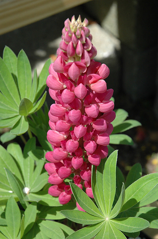 Lupinus 'Gallery Mix' (Lupine)