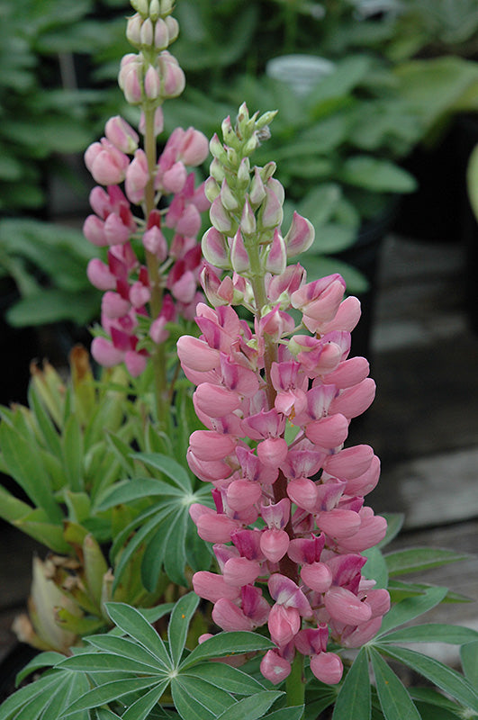 Lupinus 'Gallery Mix' (Lupine)