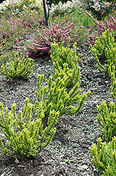 Calluna vulgaris 'Zeta' (Heather)