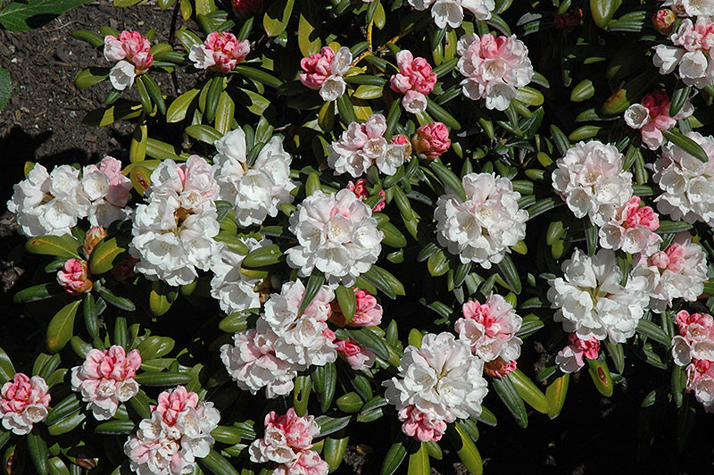 Rhododendron 'Koichiro Wada'