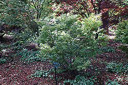 Acer palmatum 'Wilson's Pink Dwarf' (Dwarf Japanese Maple)
