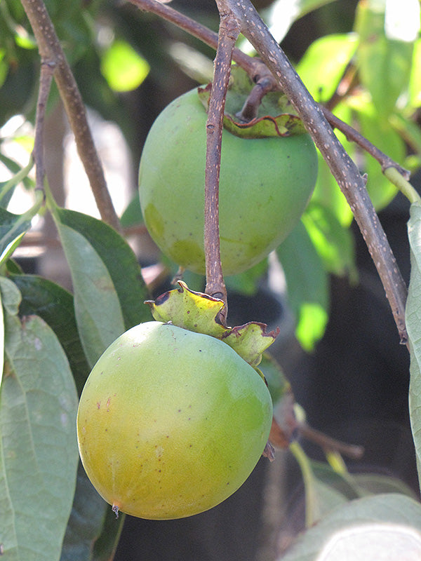 Diospyros kaki 'Hachiya' (Asian Persimmon)