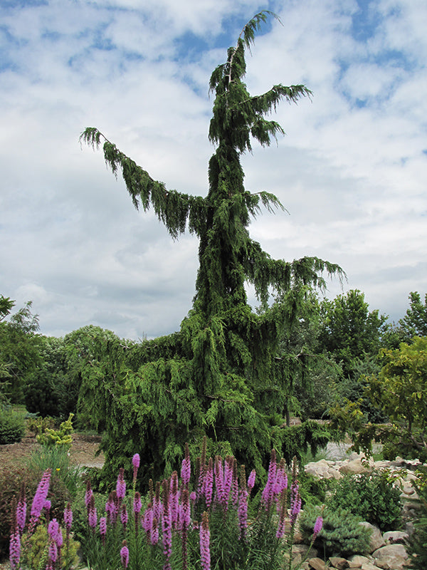 Chamaecyparis nootkatensis 'Green Arrow'