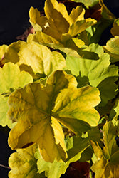 Heuchera 'Northern Exposure Lime' (TNHEUNEL)