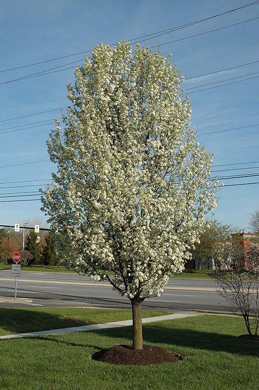 Pyrus calleryana 'Redspire' (Ornamental Pear)