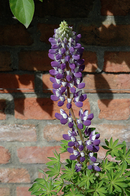 Lupinus 'Gallery Mix' (Lupine)